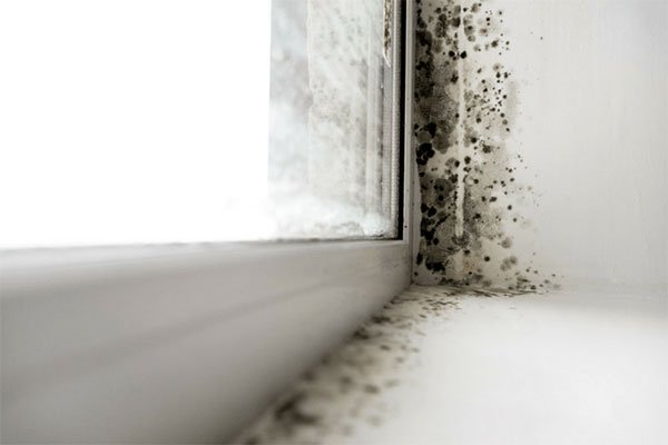 mold and mildew