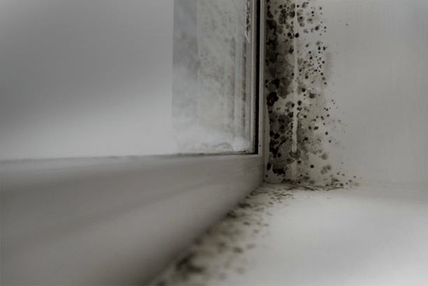 mold and mildew